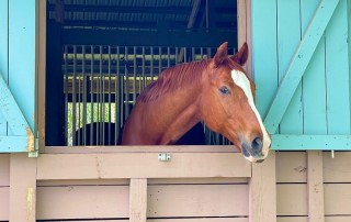 Inspirited Living Equine Therapy at Beachwood