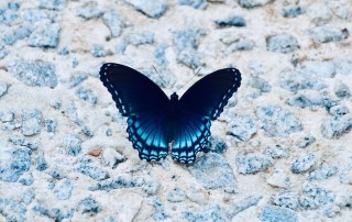 Choosing How we Experience Change: 6 Ways to Manage Back to School Stress from an Inspirited Perspective
