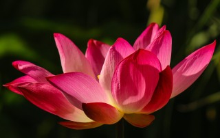 Tune-In: Inspirited Living’s Grounding and Breathing