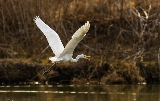Celebrating The Birds of Autumn