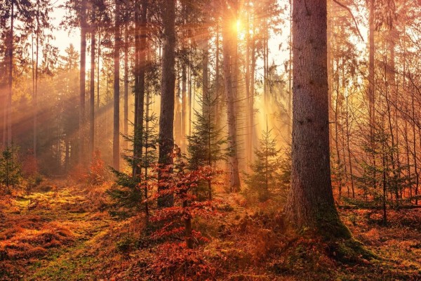 Inspirited Living’s Guide to Navigating the Change in Seasons: Curiosity and Compassion