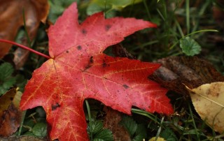 Inspirited Living’s Guide to Navigating the Change in Seasons: Curiosity and Compassion