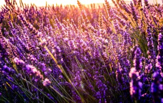 Morning Rituals: The Healing Power of Lavender in Ayurveda