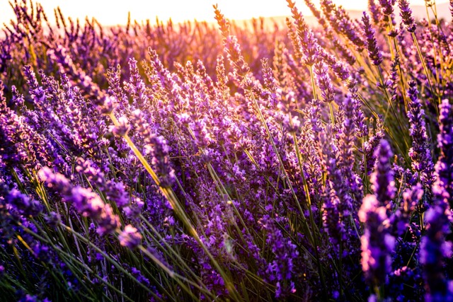 Morning Rituals: The Healing Power of Lavender in Ayurveda