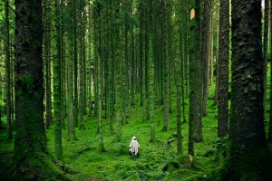 Road to Self Discovery: Forest Bathing in Britain