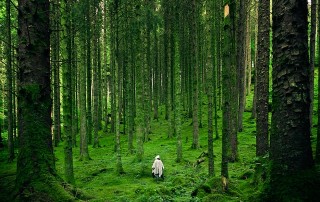 Road to Self Discovery: Forest Bathing in Britain