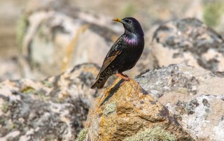 Habits vs. Intentions - Noticing The Natural World