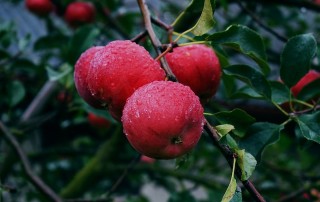 Habits vs. Intentions: Picking Apples and Choosing Heirlooms