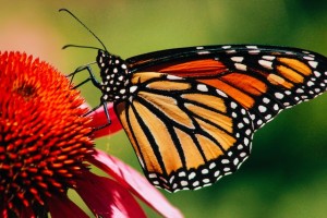 Inspirited Living BeComing You Intro Course- Monarch Migration