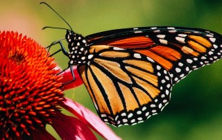 Inspirited Living BeComing You Intro Course- Monarch Migration