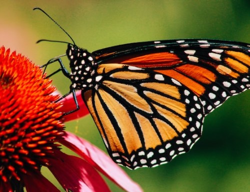 Inspirited Living BeComing You Intro Course: Monarch Migration