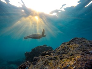 Our Higher Self: A Sea Turtle’s Meandering Journey