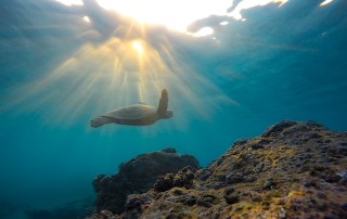 Our Higher Self: A Sea Turtle’s Meandering Journey