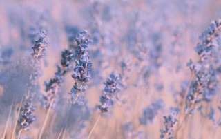 One way to support our gratitude practice is through the smells and tastes that relax us. Right now, lavender, ginger and cinnamon all have aromas that evoke the holidays and celebrations. Inspirited Living’s cosmos flower essence, chicory flower essence, lavender essence and our small batch, hand-made Lavender chewing gum is super for supporting relaxation and a sense of well-being throughout the day.