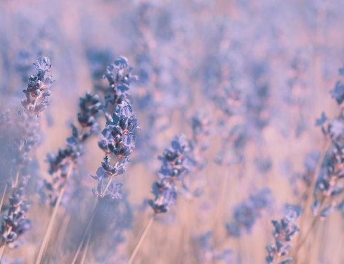 Gratitude and Joy: Lavender and Relaxation