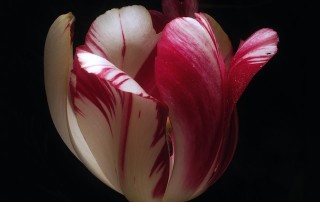 We are supported this week by the reminder that there’s a reason for every season. This spectacular Dutch tulip garden has planted it’s bulbs and is starting to sell it’s tickets for the spring. The varieties, colors, and designs are stunning, and the flowers that burst into bloom are being planted from humble brown bulbs right now.