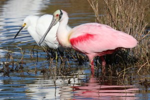 Our Higher Self: Flying, Soaring, Swooping Spoonbills