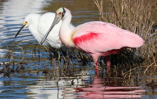 Our Higher Self: Flying, Soaring, Swooping Spoonbills