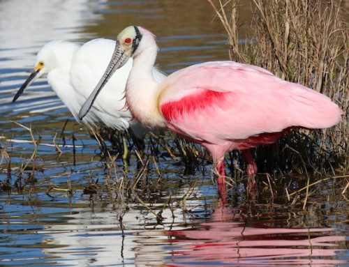 Our Higher Self: Flying, Soaring, Swooping Spoonbills