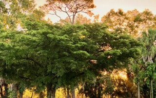 Cultivating Gratitude: The Science and Spirit of Thankfulness
