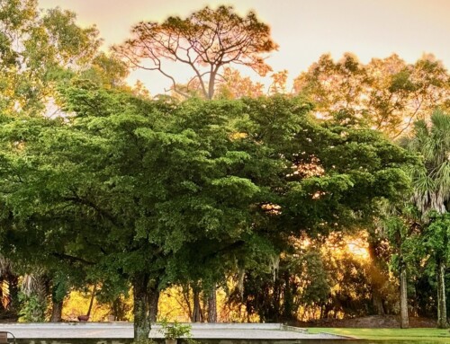 Cultivating Gratitude: The Science and Spirit of Thankfulness